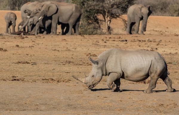 Tau Game Lodge Madikwe Game Reserve Eksteriør bilde