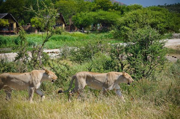 Tau Game Lodge Madikwe Game Reserve Eksteriør bilde